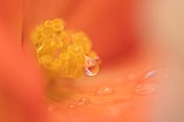 Garden Begonia Begoniaceae spp. orange flower with raindrops, Suffolk, England, UK