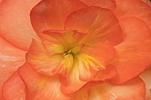 Garden Begonia Begoniaceae spp. orange flower, Suffolk, England, UK