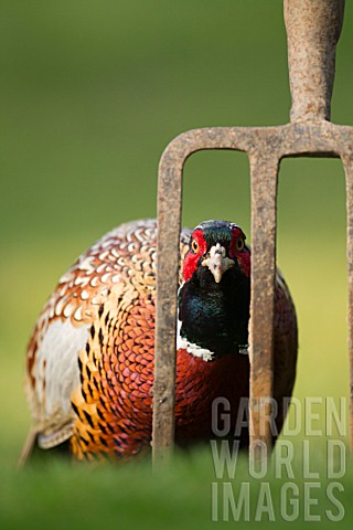 COMMON_MALE_PHEASANT_BY_A_GARDEN_FORK
