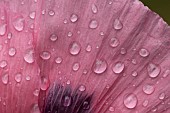 Opium poppy Papaver somniferum single flower with raindrops, Suffolk, England, UK