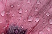 Opium poppy Papaver somniferum single flower with raindrops, Suffolk, England, UK