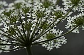 Wild carrot Daucus carota close up of a flower head, Suffolk, England, UK