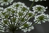 Wild carrot Daucus carota close up of a flower head, Suffolk, England, UK