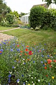 Wildflower border including Corn marigold Glebionis segetum, Common field poppy Papaver rhoeas and Cornflower Centaurea cyanus, Suffolk, England, UK