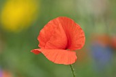 Common field poppy Papaver rhoeas single flower, Suffolk, England, UK