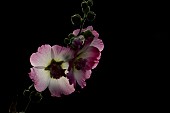 Hollyhock Alcea rosea single flower stem, Suffolk, England, UK
