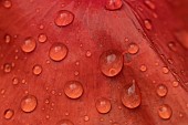 Common field poppy Papaver rhoeas single flower petal with raindrops, Suffolk, England, UK