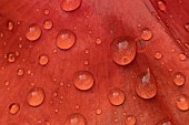 Common field poppy Papaver rhoeas single flower petal with raindrops, Suffolk, England, UK