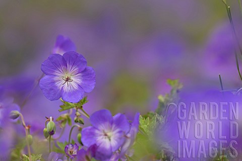 Garden_cranesbill_Geranium_sanguineum_flowers_Suffolk_England_UK