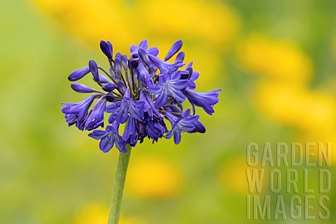 Lily_of_the_Nile_Agapanthus_spp_single_flower_stem_Suffolk_England_UK