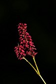 Persicaria amplexicaulis Firedance flowers, Suffolk, England, UK