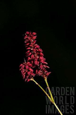 Persicaria_amplexicaulis_Firedance_flowers_Suffolk_England_UK