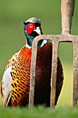 COMMON MALE PHEASANT BY A GARDEN FORK