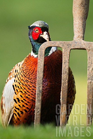 COMMON_MALE_PHEASANT_BY_A_GARDEN_FORK