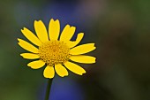 Corn marigold Glebionis segetum single flower, Suffolk, England, UK