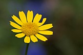 Corn marigold Glebionis segetum single flower, Suffolk, England, UK