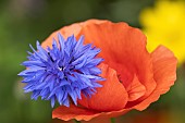 Common field poppy Papaver rhoeas and Cornflower Centaurea cyanus, single flowers,  Suffolk, England, UK