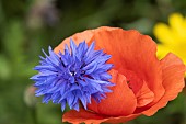 Common field poppy Papaver rhoeas and Cornflower Centaurea cyanus, single flowers,  Suffolk, England, UK