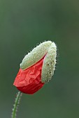 Common field poppy Papaver rhoeas single flower with the buds just about to fall off, Suffolk, England, UK