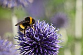 BUFF TAILED BUMBLEBEE, BOMBUS TERRESTRIS ON ECHINOPS RITRO