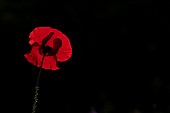 Common field poppy Papaver rhoeas single flower backlit, Suffolk, England, UK