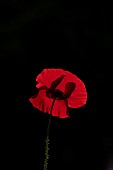 Common field poppy Papaver rhoeas single flower backlit, Suffolk, England, UK