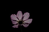 Mexican aster Cosmos bipinnatus single flower backlit, Suffolk, England, UK