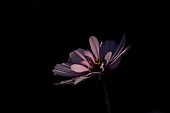 Mexican aster Cosmos bipinnatus single flower backlit, Suffolk, England, UK