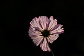 Mexican aster Cosmos bipinnatus single flower backlit, Suffolk, England, UK