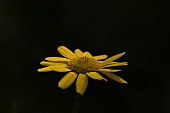 Corn marigold Glebionis segetum single flower, Suffolk, England, UK