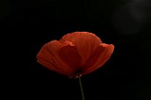 Common field poppy Papaver rhoeas single flower backlit, Suffolk, England, UK