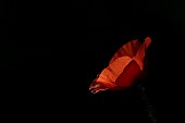 Common field poppy Papaver rhoeas single flower backlit, Suffolk, England, UK