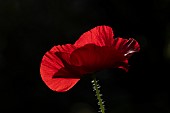 Common field poppy Papaver rhoeas single flower backlit, Suffolk, England, UK