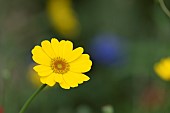 Corn marigold Glebionis segetum single flower, Suffolk, England, UK