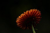 Strawflower or Everlasting flower Xerochrysum bracteatum single flower head backlit, Suffolk, England, UK