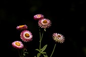 Strawflower or Everlasting flower Xerochrysum bracteatum flower heads, Suffolk, England, UK