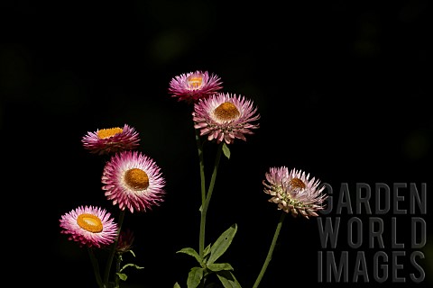 Strawflower_or_Everlasting_flower_Xerochrysum_bracteatum_flower_heads_Suffolk_England_UK