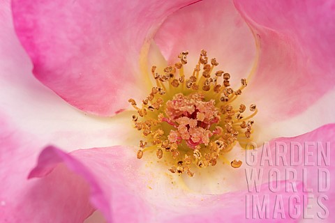 Dog_rose_Rosa_canina_single_flower_Suffolk_England_UK