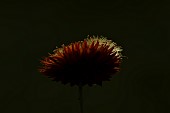 Strawflower or Everlasting flower Xerochrysum bracteatum single flower head backlit, Suffolk, England, UK