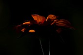 Mexican sunflower Tithonia rotundifolia single flower backlit, Suffolk, England, UK