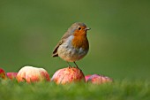 ROBIN ON FALLEN APPLES