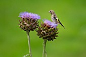 GOLDFINCH PERCHED ON A CYNARA CARDUNCULUS