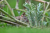 BROWN RAT RATTUS NORVEGICUS IN A GARDEN