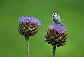 BLUE TIT PERCHED ON A CYNARA CARDUNCULUS FLOWER