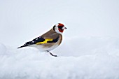 GOLDFINCH IN SNOW