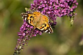 PAINTED LADY BUTTERFLY VANESSA CARDUI FEEDING ON BUDDLEJA DAVIDII