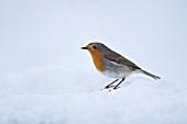 ROBIN IN SNOW