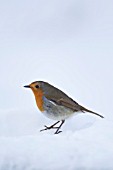 ROBIN IN SNOW