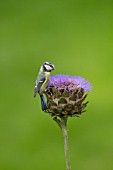 BLUE TIT PERCHED ON A CYNARA CARDUNCULUS FLOWER