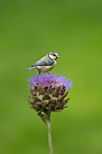 BLUE TIT PERCHED ON A CYNARA CARDUNCULUS FLOWER